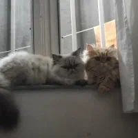پیش فروش بچه گربه پرشین سوپرفلت