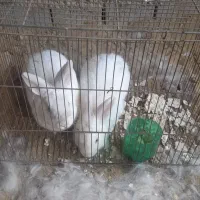 یک جفت خرگوش