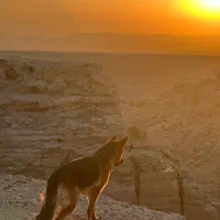 سگ ژرمن|سگ|شوشتر, |دیوار