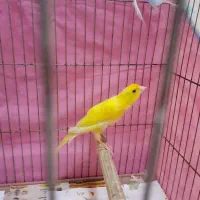 نر لیمویی|پرنده|رشت, کوی حسینی|دیوار