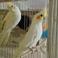 عروس هنلدی لوتینو مولد به ضمانت