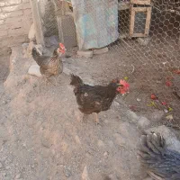 مرغ تخم گذار و سرحال|حیوانات مزرعه|قهدریجان, |دیوار