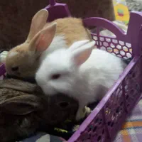 خرگوشای قشنگ و خونگی واکسن خورده