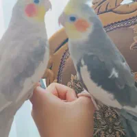 دو عدد عروس هلندی دستی و سخنگو|پرنده|مشهد, شهرک لشکر (شهرک غرب)|دیوار