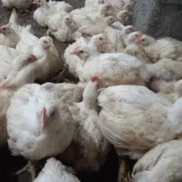 گوشتی راس|حیوانات مزرعه|اهواز, کوروش|دیوار