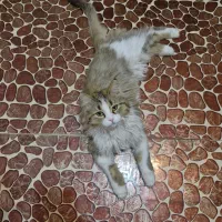 واگذاری چند عدد گربه