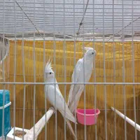 عروس هلندی البینو نر