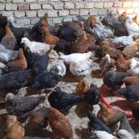 حراج فوری نیمچه مرغ