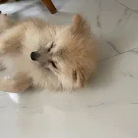 یک قلاده سگ پامرین پیدا شده