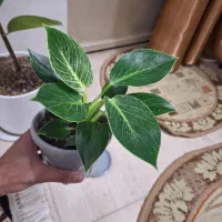 گل فیلودندرون برکین همره با گلدان ویژه|گل و گیاه طبیعی|شاهین‌شهر, نسیم ۵|دیوار