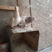 جفت سرور|پرنده|تربت جام, جامرود|دیوار