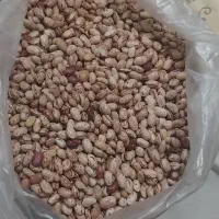 لوبیاچیتی درجه۱