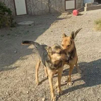 سگ ژرمن و گرگی|سگ|صوفیان, |دیوار