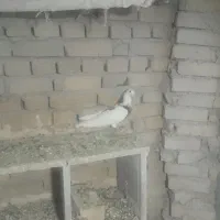 کبوتر|پرنده|گیان, |دیوار