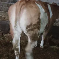 گاو گوساله گوشتی|حیوانات مزرعه|نظر کهریزی, |دیوار