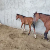 اسب کرد مادیون آبستن 7 ماه به همراه کره