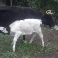 گاو و گوساله|حیوانات مزرعه|فاضل آباد, |دیوار