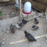 جوجه گلین 1ماهه