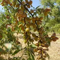 نهال بادام تضمینی سالم نهال|خدمات باغبانی و درختکاری|کرمانشاه, |دیوار