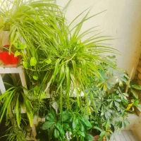 گل طبیعی|گل و گیاه طبیعی|بجنورد, |دیوار