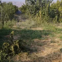 فروش قطعات ۵۰۰متری در منطقه خوش آب و هوا|فروش زمین و ملک کلنگی|چناران, |دیوار