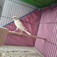 قناری نر مست