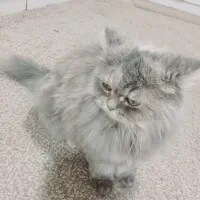 گربه پرشیین خوشگل