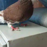 شازده نر مست