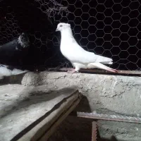 کبوتر|پرنده|لالجین, |دیوار