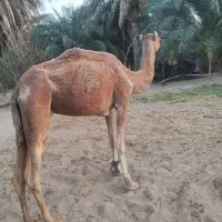 شتر