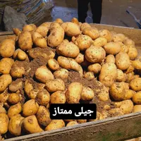 فروش100تن سیب زمینی درجه یک|اسکان اضطراری|همدان, |دیوار