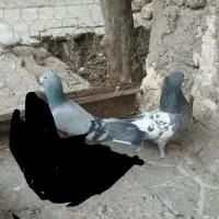 پرنده