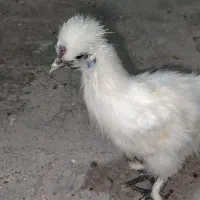 نوچه خروس ابریشمی ۳ماهه