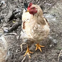 فروش یا معاوضه خروس محلی