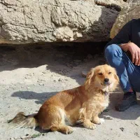 سگ ماده استیپز خانگی