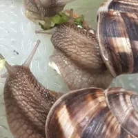 اسکارو حلزون|خزنده|مهریز, |دیوار