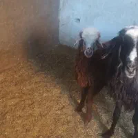 میش وبره