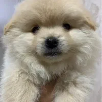 سگ پامرانین