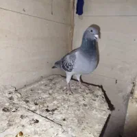 کبوتر  پلاکی