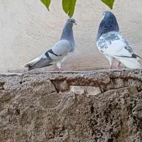 ی جفت خوشرنگ سبز گل دار