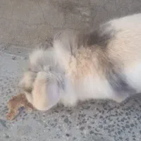 فروش خرگوش بسیار زیبا و بازیگوش|موش و خرگوش|بندر گز, |دیوار