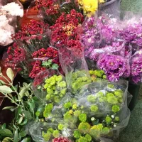 حراج دسته‌گل‌های داوودی