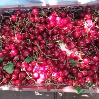 آلبالو گیلاسی(مجار)
