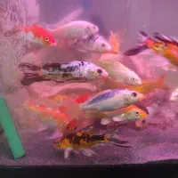 معاوضه ماهی کوی با گوپی و کالرو