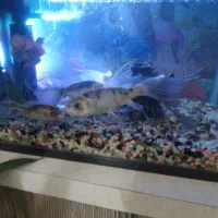 ماهی کوی|ماهی|پاکدشت, پاکدشت (مامازند)|دیوار