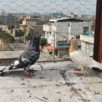 سار کاکل دورگ|پرنده|نگین شهر, |دیوار