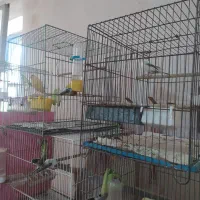 قناری رنگ روشن درجه 1|پرنده|قم, حاج خلیل|دیوار