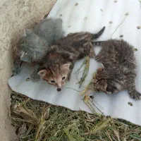 3گربه واگذار میشود