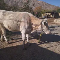 گاو نوبر هلشتاین ۶ماه آبستن نژاد عالی