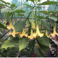 نهال گل تاتوره